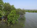 Healthy wetland ecosystems help in reducing disaster risks and managing climate risks (Image: Pxhere)