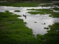 A wetland in Assam. (Source: IWP Flickr Photos)