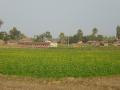 A farm in India. (Source: IWP Flickr Photos)