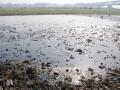 View of the Yamuna in UP (Source: IWP Flickr Photo)