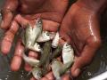 A fisherman shows juvenile fishes. (Source: India water portal)