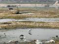 Ganga river at Sangam in Allahabad (Source: IWP Flickr Photos)