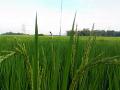 Paddy farm. (Source: IWP Flickr photos)