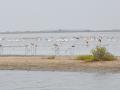 Flamingoes fly miles to reach Point Calimere Wildlife and Bird Sanctuary, Tamil Nadu.