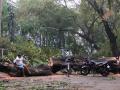 One of the many trees uprooted by cyclone Vardah in Chennai (Image: Seetha Gopalakrishnan, IWP)