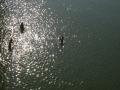 Ganga river at Kachla, Uttar Pradesh. (Source: IWP Flickr Photos)