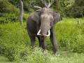 The Asiatic Elephant (Source: Yathin S K, Wikimedia Commons)