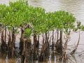 A cluster of mangroves on the banks of Vellikeel river in Kannur, Kerala (Image: Wikimedia Commons; CC BY-SA 3.0)