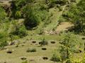 A traditional system practised in Uttarakhand, the circular pits on the slopes store rainwater and allow it to slowly percolate to the drain line, where water is stored in the pond.