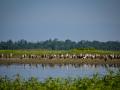 Migratory birds flock Maguri Beel, which is 500 m away from the incident site (Source: IWP Flickr photos)