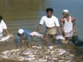 Fish harvested from a pond in Doon Valley