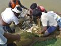 First half of the day is spent netting the fish which is sold in the evening.