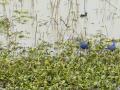 Keshopur, a favourite of native and migratory birds in Punjab.