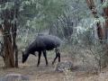 Nilgai (blue bull) is in abundance at the sanctuary.