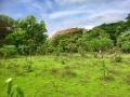 Aarey, the green lungs of Mumbai (Image Source: Wikimedia Commons)