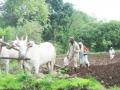 Agriculture needs to be made climate resilient. (Image Source: India Water Portal)