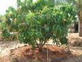 Alphonso mango trees in Ratnagiri, Maharashtra