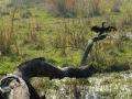 An Indian cormorant dries its wings at Keoladeo national park, Bharatpur. (Source: Aastha Singh, Wikimedia Commons)