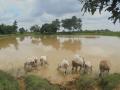 A water body revived at Bedo, Ranchi