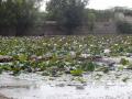 One of the ponds in Bikaner.