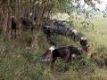Buffaloes huddle in the meagre shade offered by roadside trees in their search for water