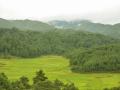 Rice fields at Ziro valley with sacred groves in the backdrop