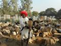 Dhangars are pastoralists in Maharashtra. (Source: India Water Portal)