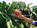 Mizo farmers are shifting to crops like dragon fruits to survive changing weather patterns.