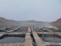 Cage farming at Dhimbe dam, Maharashtra