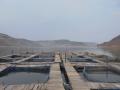 Cage farming at Dhimbe dam, Maharashtra