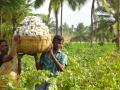 Cotton picking in progress at Kalaivani's farm (Source: Seetha Gopalakrishnan, IWP)