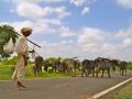 Rearing livestock: the mainstay of people in Rapar