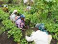 Women at work on a farm. (Source: India Water Portal)