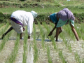 Water and agriculture ( Source: Wikipedia)