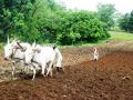 Farmers, stuck in the midst of a crisis (Source: India Water Portal)