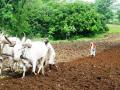 TN farmers in the midst of a crisis. (Source: IWP Flickr photos)