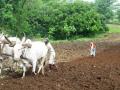 A farmer in his field. (Source: India Water Portal)