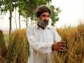 Farmer in Punjab (Source: Wikimedia Commons)