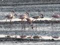 The pink guests of Sewri. (Source: India Water Portal)