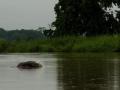 The Gangetic Dolphin (Source: Arati Kumar Rao)