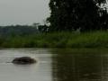 Gangetic Dolphin (Source: Arati Kumar Rao)