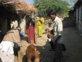 Goat rearing in Udaipur