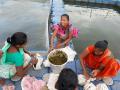 Members of Kodikallavalasa village's Neelammathalli self-help group sit around the cage for fish rearing. Fertilised fish eggs are placed and provided nutrition in this enclosure and harvested as they grow. (Source: 101Reporters)