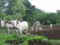 Farmer couple ploughing their field 