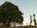 These two neighbouring oak trees, one untouched and the other over-lopped, are both managed by the women of one family and illustrate the impact that women have on forests