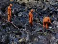 Oil sludge being manually removed from the rocky coast. (Image courtesy: The Indian Express)