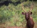 Indian wild deer (Source: Tjdeena via Wikipedia Commons)