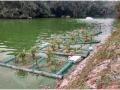 Phytoremediation principle is used to convert Hauz Khas lake into a water purifying wetland ecosystem. (Image: Tarun Nanda)