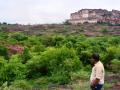 The desert park in its full glory during monsoon.