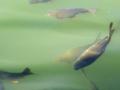 Mahseer swim in the bracing waters of the Ganga in Uttarakhand.